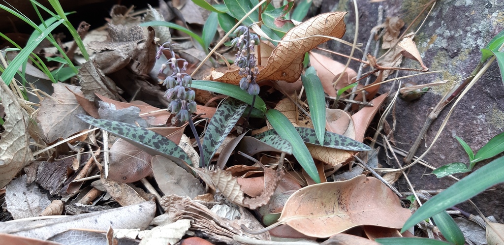 Ledebouria caesiomontana, Vhembe, ZA-NP, ZA