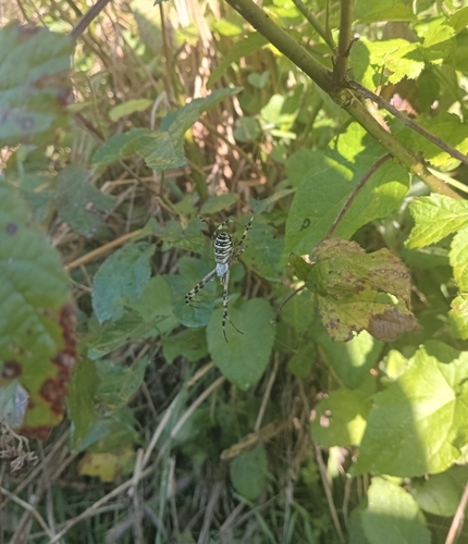 Wasp Spider