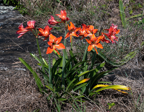 Hippeastrum striatum observed 2026-08-13