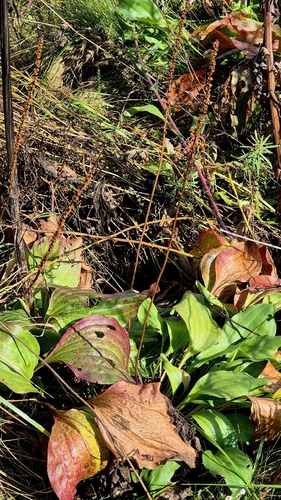 Plantago cornuti, photograph 1