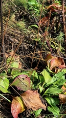 Plantago cornuti