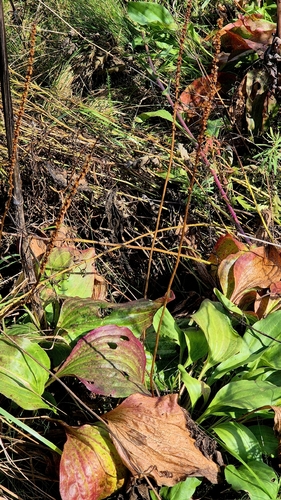 Plantago cornuti, photograph 2