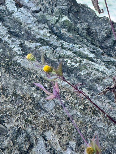 Devil's Beggarticks