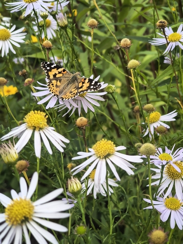 Painted Lady