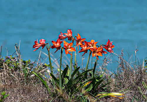 Hippeastrum striatum observed 2026-08-13