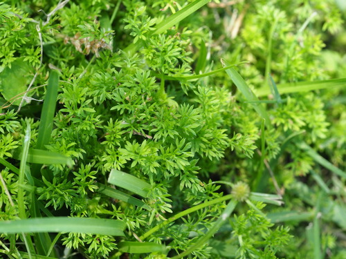 Soliva sessilis, photograph 6