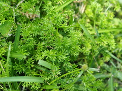 Soliva sessilis, photograph author not stated, no rights reserved
