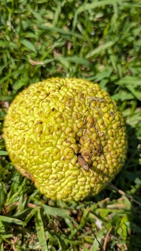 Osage-orange