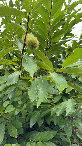 Sweet Chestnut