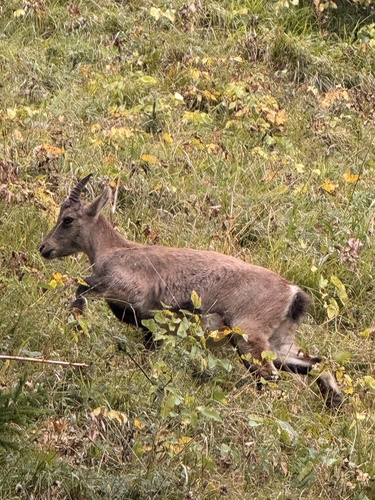 Alpine Ibex