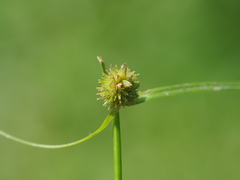 Cyperus brevifolius