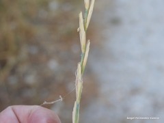 Elymus pungens