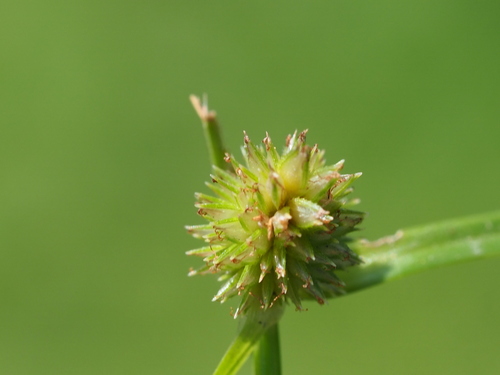 Cyperus brevifolius, photograph 1
