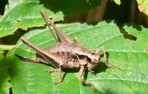 Dark Bush-cricket
