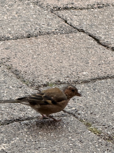 Common Chaffinch