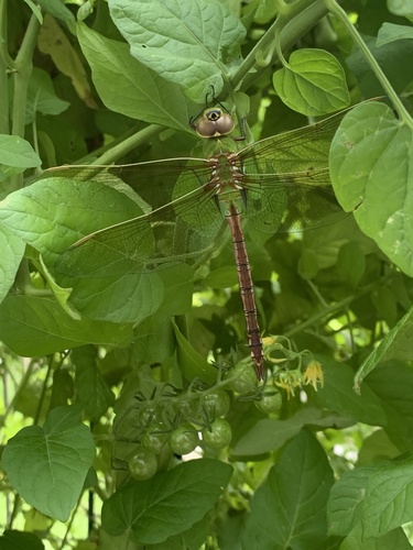 Common Green Darner