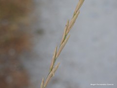 Elymus pungens