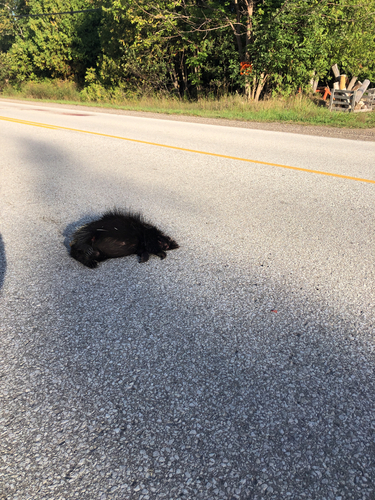 North American Porcupine