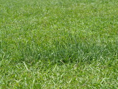 author not stated, no rights reserved Sporobolus indicus, photograph author not stated, no rights reserved