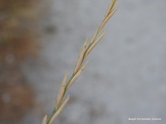Elymus pungens