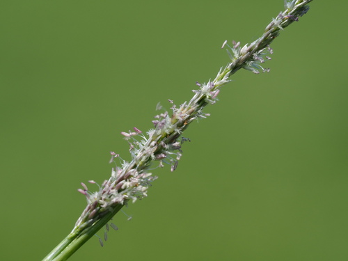Sporobolus indicus, photograph 5
