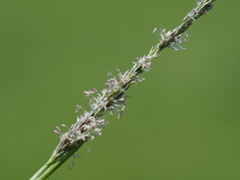 author not stated, no rights reserved Sporobolus indicus, photograph author not stated, no rights reserved