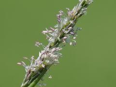 author not stated, no rights reserved Sporobolus indicus, photograph author not stated, no rights reserved