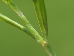 author not stated, no rights reserved Sporobolus indicus, photograph author not stated, no rights reserved
