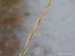 Elymus pungens