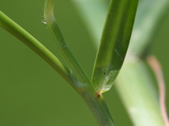 author not stated, no rights reserved Sporobolus indicus, photograph author not stated, no rights reserved