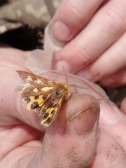 Arctia aulica