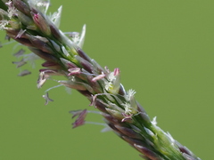 Sporobolus indicus, photograph author not stated, no rights reserved