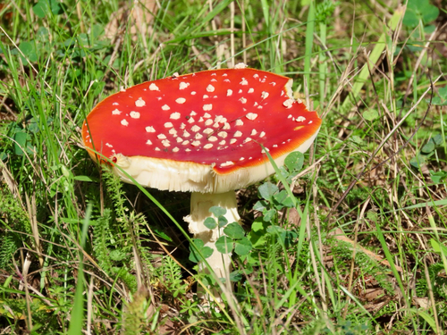 Fly Agaric