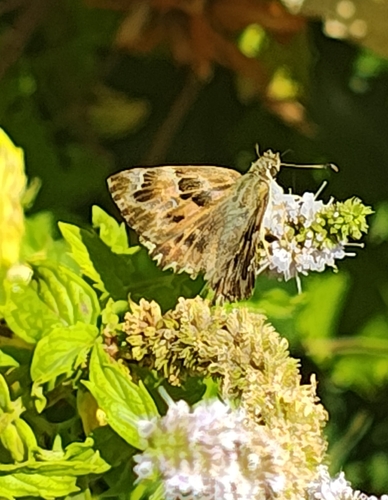 Mallow Skipper