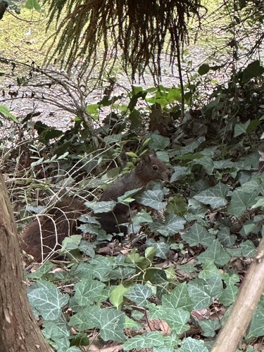 Eurasian Red Squirrel