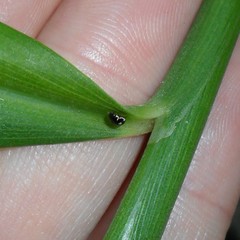 Hyperaspis festiva
