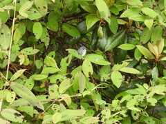 Ficedula westermanni