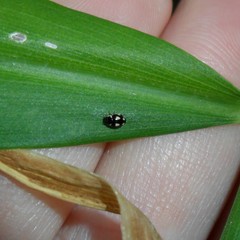 Hyperaspis festiva