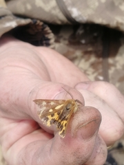 Arctia aulica