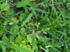 author not stated, no rights reserved Bothriospermum zeylanicum, photograph author not stated, no rights reserved