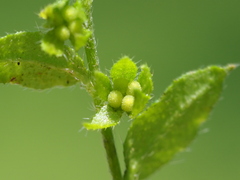 author not stated, no rights reserved Bothriospermum zeylanicum, photograph author not stated, no rights reserved