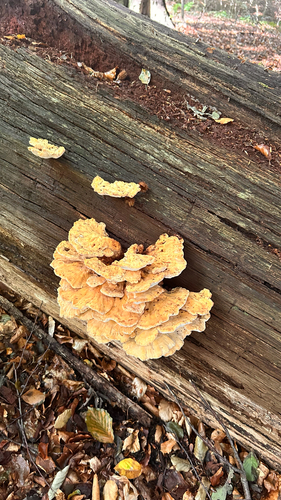 chicken of the woods
