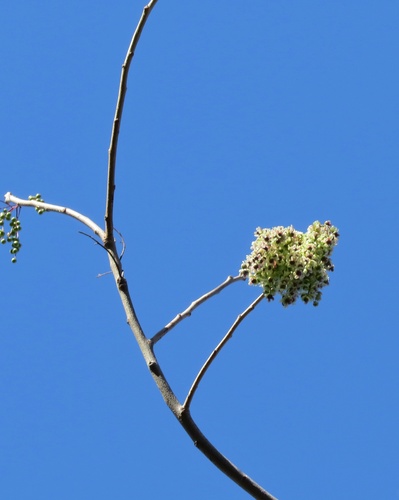 Myracrodruon urundeuva observed 2026-09-14