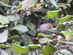 Pterorhinus treacheri