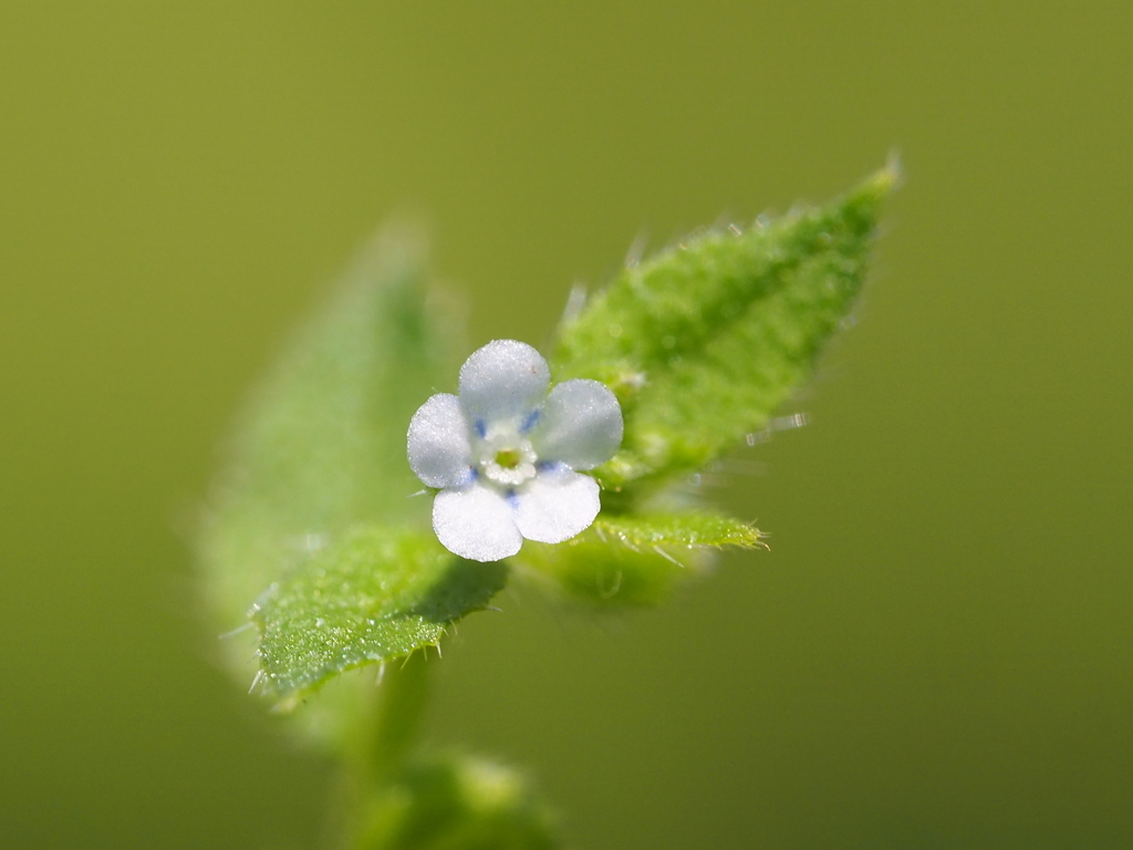 Bothriospermum zeylanicum; photograph author not stated, no rights reserved