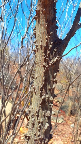 Anadenanthera colubrina observed 2026-09-14