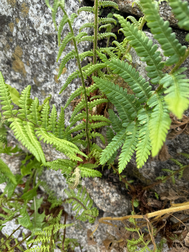 male fern