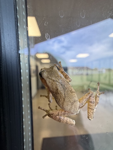 Spring Peeper