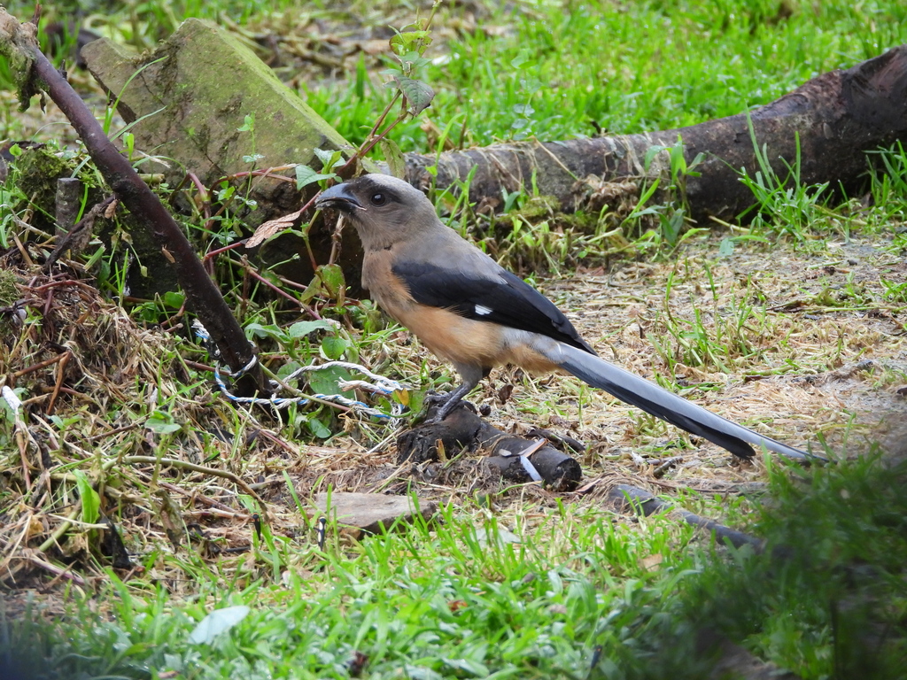 Bornean Treepie