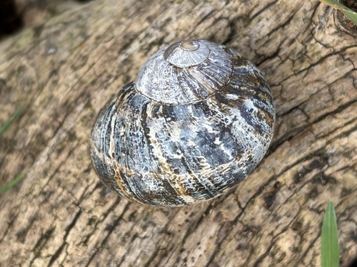 Garden Snail